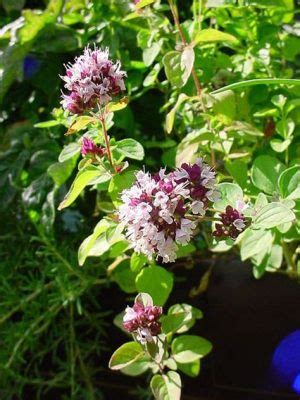 Are Oregano Flowers Edible? Exploring the Culinary and Medicinal Potential of Oregano Blooms