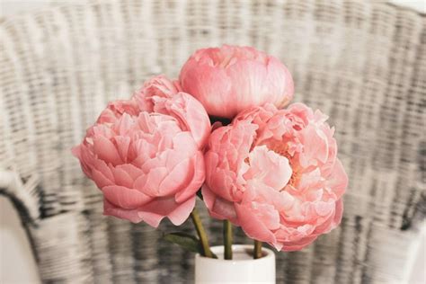 What Do Peony Flowers Symbolize: A Dance of Petals and Paradoxes