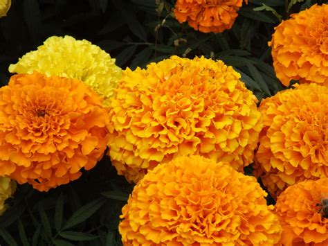 Where to Buy Fresh Marigold Flowers: A Journey Through Markets, Myths, and Modernity